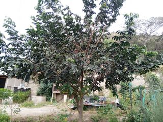 TERRENO EN VENTA GUAYLLABAMBA CON ÁRBOLES FRUTALES