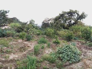 TERRENO EN VENTA GUAYLLABAMBA CON ÁRBOLES FRUTALES