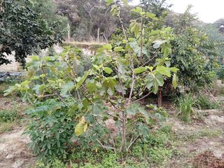 TERRENO EN VENTA GUAYLLABAMBA CON ÁRBOLES FRUTALES