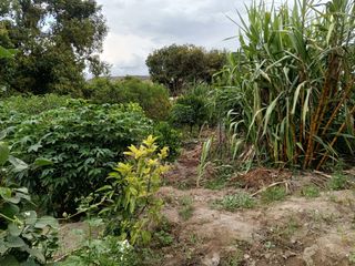 TERRENO EN VENTA GUAYLLABAMBA CON ÁRBOLES FRUTALES