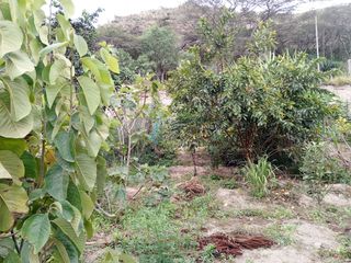 TERRENO EN VENTA GUAYLLABAMBA CON ÁRBOLES FRUTALES