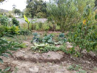 TERRENO EN VENTA GUAYLLABAMBA CON ÁRBOLES FRUTALES