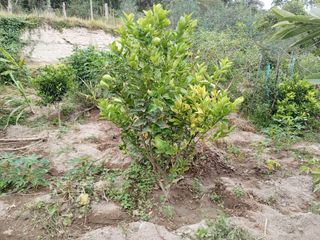 TERRENO EN VENTA GUAYLLABAMBA CON ÁRBOLES FRUTALES