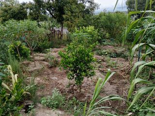 TERRENO EN VENTA GUAYLLABAMBA CON ÁRBOLES FRUTALES