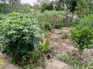 TERRENO EN VENTA GUAYLLABAMBA CON ÁRBOLES FRUTALES