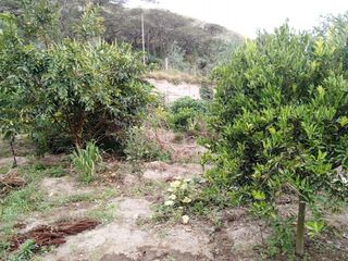 TERRENO EN VENTA GUAYLLABAMBA CON ÁRBOLES FRUTALES