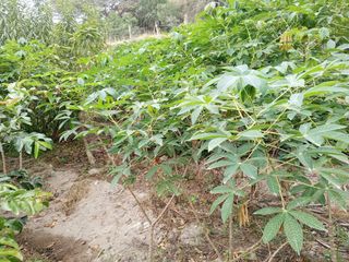 TERRENO EN VENTA GUAYLLABAMBA CON ÁRBOLES FRUTALES