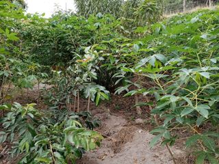 TERRENO EN VENTA GUAYLLABAMBA CON ÁRBOLES FRUTALES