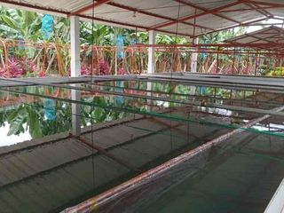 Foto 3 de Venta Hacienda Bananera Los Ríos