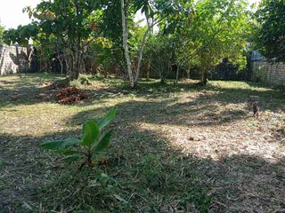 Foto 14 de REMATO dos Terrenos en la Comunidad de Quistococha frente a la Posta Medica