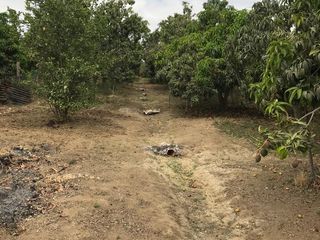 Foto 5 de TERRENO EN CIENEGUILLO SUR A PRECIO IRRESISTIBLE, PIURA