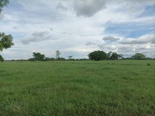 Foto 10 de Venta de Finca ganadera en Ayapel