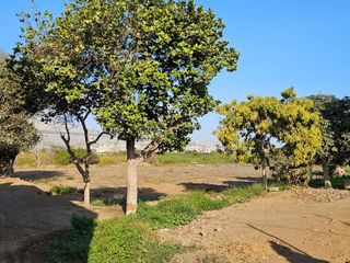 Foto 6 de Venta De Terreno De 1209 M2 En Campiña De Moche - Oportunidad Para Invertir En Zona De Crecimiento|1101599