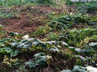 Foto 11 de VENTA DE TERRENO EN CAJAMARCA