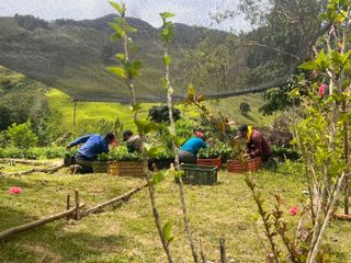 Venta de finca en Urrao Vereda La Cartagena