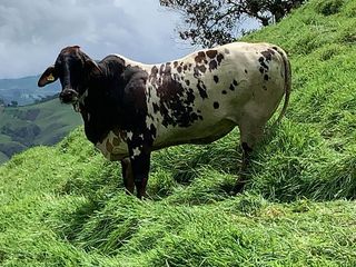 Venta de Finca en Barbosa Antioquia