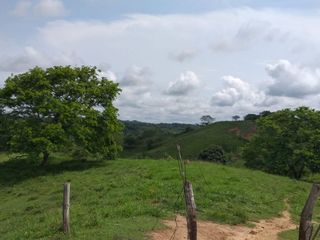 Foto 4 de Venta de finca en Planeta Rica Vereda La Carolina