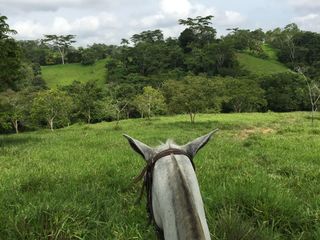 Foto 5 de Venta de finca en Planeta Rica Vereda La Carolina
