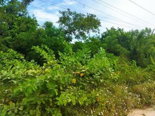 Foto 5 de FINCA LA MILAGROSA  - 2136 M2 - SANTA MARTA, MAGDALENA