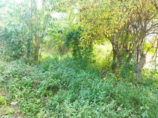 Foto 6 de FINCA LA MILAGROSA  - 2136 M2 - SANTA MARTA, MAGDALENA