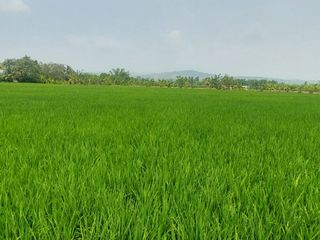 Foto 4 de TARAPOTO - VENDO TERRENO RURAL 8,000 M² CERCA AEROPUERTO