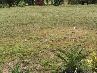 Foto 2 de Vendo Terreno-Mindo