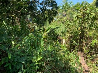 Foto 3 de Oportunidad única! Fundo productivo y para de campo en Pucallpa