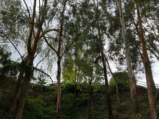 Foto 5 de VENDO FINCA EN DAPA