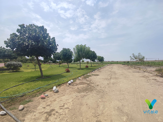 Foto 6 de Amplio Terreno en Venta en El Carmen, Chincha