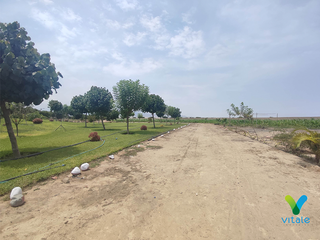Foto 7 de Amplio Terreno en Venta en El Carmen, Chincha