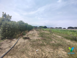 Foto 11 de Amplio Terreno en Venta en El Carmen, Chincha