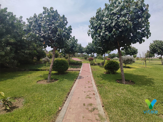 Foto 12 de Amplio Terreno en Venta en El Carmen, Chincha