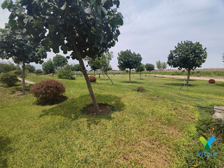 Foto 13 de Amplio Terreno en Venta en El Carmen, Chincha