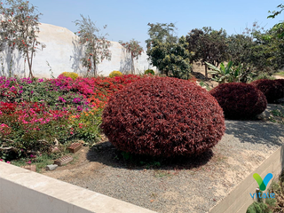 Foto 15 de Amplio Terreno en Venta en El Carmen, Chincha