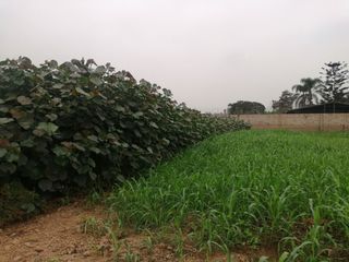 Foto 8 de Terreno en Venta, 5,763 m2, con Pozo Subterráneo Propio en Pachacamac