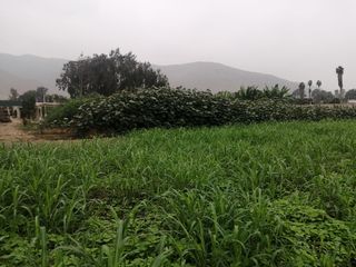 Foto 11 de Terreno en Venta, 5,763 m2, con Pozo Subterráneo Propio en Pachacamac