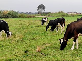 Foto 10 de SE VENDE TERRENO DE CAMPO EN PISCO