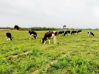 Foto 11 de SE VENDE TERRENO DE CAMPO EN PISCO
