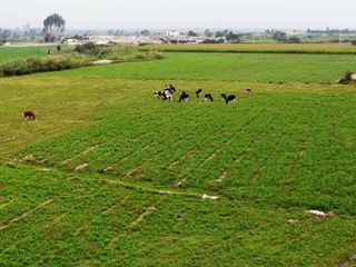 Foto 5 de SE VENDE TERRENO DE CAMPO EN PISCO