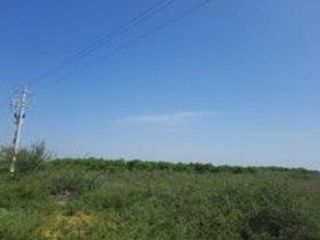 Foto 8 de VENDO TERRENO AGRICOLA DE 4.4 HA UBICADO EN SAN LORENZO PIURA