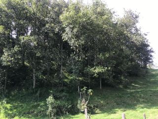 Foto 4 de Vendo terreno de 4 hectáreas en Sangolquí.