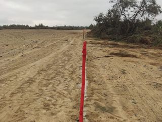 Foto 4 de VENTA TERRENO AGRICOLA ALTURA KM 220 PANAMERICANA SUR entre Chincha y Pisco