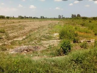 Foto 14 de VENTA TERRENO AGRICOLA ALTURA KM 220 PANAMERICANA SUR entre Chincha y Pisco