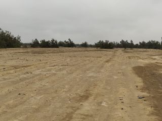 Foto 11 de VENTA TERRENO AGRICOLA ALTURA KM 220 PANAMERICANA SUR entre Chincha y Pisco