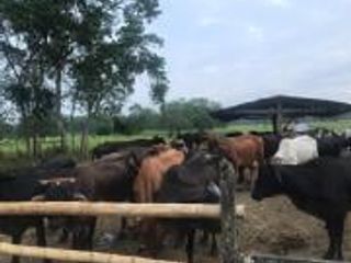 Foto 10 de HACIENDA DE VENTA EN PROVINCIA DE MANABI