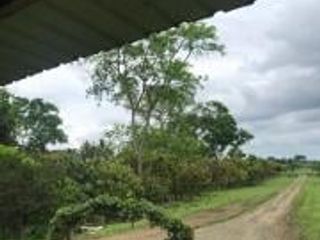 Foto 17 de HACIENDA DE VENTA EN PROVINCIA DE MANABI