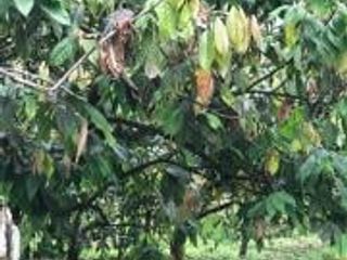 Foto 4 de HACIENDA DE VENTA EN PROVINCIA DE MANABI