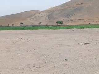 Foto 10 de VENTA DE TERRENO EN CHANCAY, 1.15 HAS Y 1.22 HAS, ALTURA KM 74-75, TERRENO IDEAL PARA GRIFO