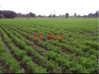 Foto 9 de 1122956 Terreno Agricola Luriama Distrito De Santa Maria