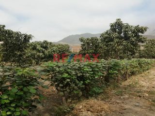 Foto 8 de Vendo Terreno En Condominio Privado En Conache 1,000 M2